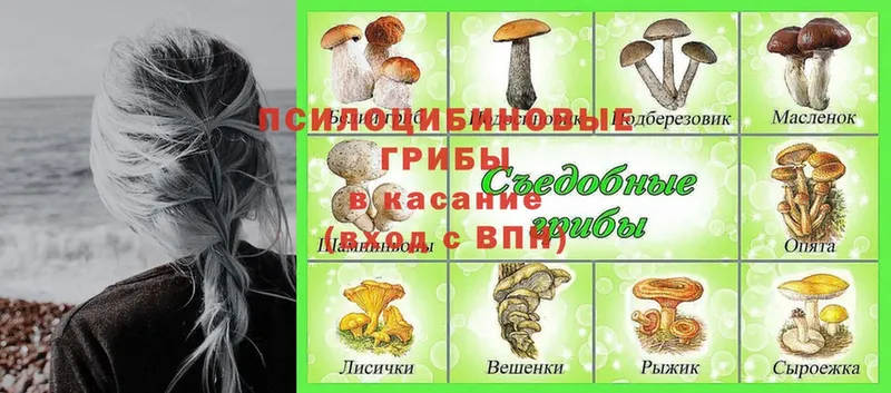 Псилоцибиновые грибы Magic Shrooms  хочу   Ветлуга 